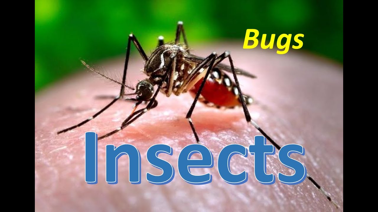Differences between Bugs and Insects
